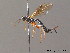 ( - BC ZSM HYM 10678)  @13 [ ] CreativeCommons - Attribution Non-Commercial Share-Alike (2011) Stefan Schmidt SNSB, Zoologische Staatssammlung Muenchen