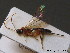  ( - BC ZSM HYM 10699)  @13 [ ] CreativeCommons - Attribution Non-Commercial Share-Alike (2011) Stefan Schmidt SNSB, Zoologische Staatssammlung Muenchen