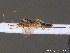  ( - BC ZSM HYM 10701)  @12 [ ] CreativeCommons - Attribution Non-Commercial Share-Alike (2011) Stefan Schmidt SNSB, Zoologische Staatssammlung Muenchen