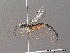  ( - BC ZSM HYM 10727)  @14 [ ] CreativeCommons - Attribution Non-Commercial Share-Alike (2011) Stefan Schmidt SNSB, Zoologische Staatssammlung Muenchen