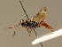  ( - BC ZSM HYM 02520)  @11 [ ] CreativeCommons - Attribution Non-Commercial Share-Alike (2010) Unspecified SNSB, Zoologische Staatssammlung Muenchen