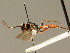  ( - BC ZSM HYM 02523)  @11 [ ] CreativeCommons - Attribution Non-Commercial Share-Alike (2010) Unspecified SNSB, Zoologische Staatssammlung Muenchen