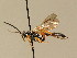  (Virgichneumon albosignatus - BC ZSM HYM 02524)  @13 [ ] CreativeCommons - Attribution Non-Commercial Share-Alike (2010) Unspecified SNSB, Zoologische Staatssammlung Muenchen