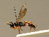  ( - BC ZSM HYM 02538)  @11 [ ] CreativeCommons - Attribution Non-Commercial Share-Alike (2010) Unspecified SNSB, Zoologische Staatssammlung Muenchen