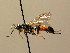  ( - BC ZSM HYM 02653)  @13 [ ] CreativeCommons - Attribution Non-Commercial Share-Alike (2010) Unspecified SNSB, Zoologische Staatssammlung Muenchen