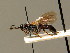  ( - BC ZSM HYM 02680)  @12 [ ] CreativeCommons - Attribution Non-Commercial Share-Alike (2010) Unspecified SNSB, Zoologische Staatssammlung Muenchen