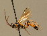  ( - BC ZSM HYM 02712)  @13 [ ] CreativeCommons - Attribution Non-Commercial Share-Alike (2010) Unspecified SNSB, Zoologische Staatssammlung Muenchen