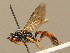 ( - BC ZSM HYM 02758)  @13 [ ] CreativeCommons - Attribution Non-Commercial Share-Alike (2010) Unspecified SNSB, Zoologische Staatssammlung Muenchen