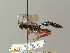  ( - BC ZSM HYM 03041)  @11 [ ] CreativeCommons - Attribution Non-Commercial Share-Alike (2010) Unspecified SNSB, Zoologische Staatssammlung Muenchen