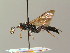  (Coelichneumon biannulatus - BC ZSM HYM 03043)  @14 [ ] CreativeCommons - Attribution Non-Commercial Share-Alike (2010) Unspecified SNSB, Zoologische Staatssammlung Muenchen
