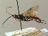  (Coelichneumon oltenensis - BC ZSM HYM 03079)  @11 [ ] CreativeCommons - Attribution Non-Commercial Share-Alike (2010) Unspecified SNSB, Zoologische Staatssammlung Muenchen