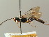  (Coelichneumon dubius - BC ZSM HYM 03083)  @11 [ ] CreativeCommons - Attribution Non-Commercial Share-Alike (2010) Unspecified SNSB, Zoologische Staatssammlung Muenchen