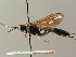  (Coelichneumon sinister - BC ZSM HYM 03087)  @14 [ ] CreativeCommons - Attribution Non-Commercial Share-Alike (2010) Unspecified SNSB, Zoologische Staatssammlung Muenchen
