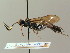  (Coelichneumon sugillatorius - BC ZSM HYM 03091)  @14 [ ] CreativeCommons - Attribution Non-Commercial Share-Alike (2010) Unspecified SNSB, Zoologische Staatssammlung Muenchen