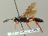  ( - BC ZSM HYM 03094)  @14 [ ] CreativeCommons - Attribution Non-Commercial Share-Alike (2010) Unspecified SNSB, Zoologische Staatssammlung Muenchen