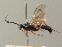  (Coelichneumon solutus - BC ZSM HYM 03098)  @14 [ ] CreativeCommons - Attribution Non-Commercial Share-Alike (2010) Unspecified SNSB, Zoologische Staatssammlung Muenchen