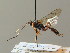  ( - BC ZSM HYM 03118)  @12 [ ] CreativeCommons - Attribution Non-Commercial Share-Alike (2010) Unspecified SNSB, Zoologische Staatssammlung Muenchen