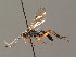  ( - BC ZSM HYM 03459)  @11 [ ] CreativeCommons - Attribution Non-Commercial Share-Alike (2010) Stefan Schmidt SNSB, Zoologische Staatssammlung Muenchen
