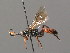  (Virgichneumon callicerus - BC ZSM HYM 03575)  @11 [ ] CreativeCommons - Attribution Non-Commercial Share-Alike (2010) Stefan Schmidt SNSB, Zoologische Staatssammlung Muenchen
