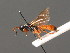  ( - BC ZSM HYM 03646)  @13 [ ] CreativeCommons - Attribution Non-Commercial Share-Alike (2010) Stefan Schmidt SNSB, Zoologische Staatssammlung Muenchen
