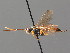  ( - BC ZSM HYM 03649)  @11 [ ] CreativeCommons - Attribution Non-Commercial Share-Alike (2010) Stefan Schmidt SNSB, Zoologische Staatssammlung Muenchen