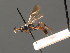  ( - BC ZSM HYM 03650)  @13 [ ] CreativeCommons - Attribution Non-Commercial Share-Alike (2010) Stefan Schmidt SNSB, Zoologische Staatssammlung Muenchen