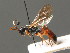  ( - BC ZSM HYM 03652)  @13 [ ] CreativeCommons - Attribution Non-Commercial Share-Alike (2010) Stefan Schmidt SNSB, Zoologische Staatssammlung Muenchen