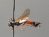  ( - BC ZSM HYM 03710)  @11 [ ] CreativeCommons - Attribution Non-Commercial Share-Alike (2010) Stefan Schmidt SNSB, Zoologische Staatssammlung Muenchen