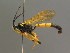  ( - BC ZSM HYM 03803)  @11 [ ] CreativeCommons - Attribution Non-Commercial Share-Alike (2010) Stefan Schmidt SNSB, Zoologische Staatssammlung Muenchen