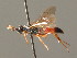  ( - BC ZSM HYM 03957)  @13 [ ] CreativeCommons - Attribution Non-Commercial Share-Alike (2010) Stefan Schmidt SNSB, Zoologische Staatssammlung Muenchen