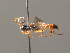  ( - BC ZSM HYM 03961)  @13 [ ] CreativeCommons - Attribution Non-Commercial Share-Alike (2010) Stefan Schmidt SNSB, Zoologische Staatssammlung Muenchen