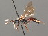  ( - BC ZSM HYM 03965)  @11 [ ] CreativeCommons - Attribution Non-Commercial Share-Alike (2010) Stefan Schmidt SNSB, Zoologische Staatssammlung Muenchen