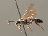  ( - BC ZSM HYM 03966)  @11 [ ] CreativeCommons - Attribution Non-Commercial Share-Alike (2010) Stefan Schmidt SNSB, Zoologische Staatssammlung Muenchen