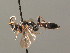  ( - BC ZSM HYM 03970)  @13 [ ] CreativeCommons - Attribution Non-Commercial Share-Alike (2010) Stefan Schmidt SNSB, Zoologische Staatssammlung Muenchen