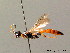  (Alomya debellator - BC ZSM HYM 04058)  @14 [ ] CreativeCommons - Attribution Non-Commercial Share-Alike (2010) Stefan Schmidt SNSB, Zoologische Staatssammlung Muenchen