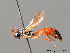  (Centeterus confector - BC ZSM HYM 04073)  @14 [ ] CreativeCommons - Attribution Non-Commercial Share-Alike (2010) Stefan Schmidt SNSB, Zoologische Staatssammlung Muenchen