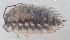  ( - GBOL19882)  @11 [ ] CreativeCommons  Attribution Non-Commercial Share-Alike (2017) SNSB (Staatliche Naturwissenschaftliche Sammlungen Bayerns) ZSM (Zoologische Staatssammlung Muenchen)