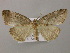 ( - BC ZSM Lep 21398)  @12 [ ] CreativeCommons - Attribution Non-Commercial Share-Alike (2010) Axel Hausmann/Bavarian State Collection of Zoology (ZSM) SNSB, Zoologische Staatssammlung Muenchen