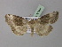  ( - BC ZSM Lep 21444)  @13 [ ] CreativeCommons - Attribution Non-Commercial Share-Alike (2010) Unspecified SNSB, Zoologische Staatssammlung Muenchen