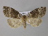  ( - BC ZSM Lep 21455)  @13 [ ] CreativeCommons - Attribution Non-Commercial Share-Alike (2010) Unspecified SNSB, Zoologische Staatssammlung Muenchen