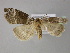  ( - BC ZSM Lep 21455)  @13 [ ] CreativeCommons - Attribution Non-Commercial Share-Alike (2010) Axel Hausmann/Bavarian State Collection of Zoology (ZSM) SNSB, Zoologische Staatssammlung Muenchen