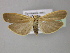  ( - BC ZSM Lep 21460)  @13 [ ] CreativeCommons - Attribution Non-Commercial Share-Alike (2010) Axel Hausmann/Bavarian State Collection of Zoology (ZSM) SNSB, Zoologische Staatssammlung Muenchen