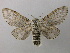  (Cerura vinula - BC ZSM Lep 21491)  @15 [ ] CreativeCommons - Attribution Non-Commercial Share-Alike (2010) Axel Hausmann/Bavarian State Collection of Zoology (ZSM) SNSB, Zoologische Staatssammlung Muenchen