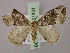  ( - BC ZSM Lep 21331)  @11 [ ] CreativeCommons - Attribution Non-Commercial Share-Alike (2010) Axel Hausmann/Bavarian State Collection of Zoology (ZSM) SNSB, Zoologische Staatssammlung Muenchen