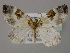  ( - BC ZSM Lep 21337)  @12 [ ] CreativeCommons - Attribution Non-Commercial Share-Alike (2010) Axel Hausmann/Bavarian State Collection of Zoology (ZSM) SNSB, Zoologische Staatssammlung Muenchen