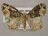  ( - BC ZSM Lep 21352)  @13 [ ] CreativeCommons - Attribution Non-Commercial Share-Alike (2010) Axel Hausmann/Bavarian State Collection of Zoology (ZSM) SNSB, Zoologische Staatssammlung Muenchen