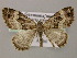  ( - BC ZSM Lep 21353)  @11 [ ] CreativeCommons - Attribution Non-Commercial Share-Alike (2010) Axel Hausmann/Bavarian State Collection of Zoology (ZSM) SNSB, Zoologische Staatssammlung Muenchen