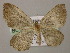  ( - BC ZSM Lep 21377)  @13 [ ] CreativeCommons - Attribution Non-Commercial Share-Alike (2010) Axel Hausmann/Bavarian State Collection of Zoology (ZSM) SNSB, Zoologische Staatssammlung Muenchen