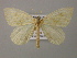  ( - BC ZSM Lep 21395)  @14 [ ] CreativeCommons - Attribution Non-Commercial Share-Alike (2010) Axel Hausmann/Bavarian State Collection of Zoology (ZSM) SNSB, Zoologische Staatssammlung Muenchen