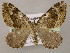  ( - BC ZSM Lep 21400)  @14 [ ] CreativeCommons - Attribution Non-Commercial Share-Alike (2010) Axel Hausmann/Bavarian State Collection of Zoology (ZSM) SNSB, Zoologische Staatssammlung Muenchen